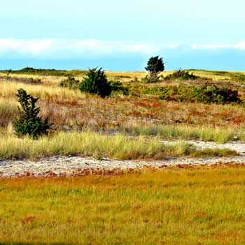 Climate Change - Habitat Change
