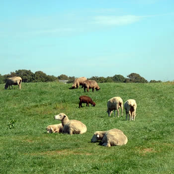 OpenSpace-Argriculture