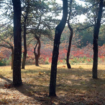 Open Space - Natural Character